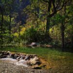 river in the middle of forest during daytime