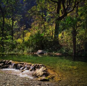 river in the middle of forest during daytime