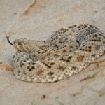 white and brown snake on brown sand