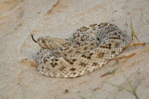 white and brown snake on brown sand