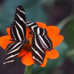 two white-and-black zebra longwing butterflies on orange petal flowers