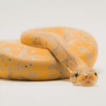 brown and beige snake on white surface
