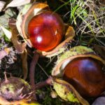 a close up of some fruit on the ground