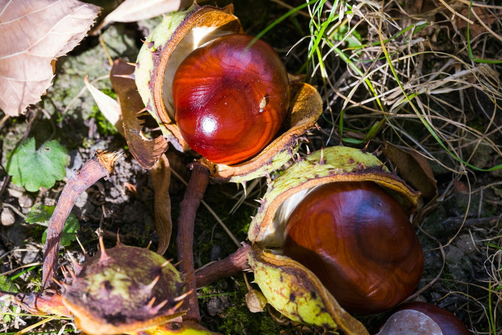 a close up of some fruit on the ground